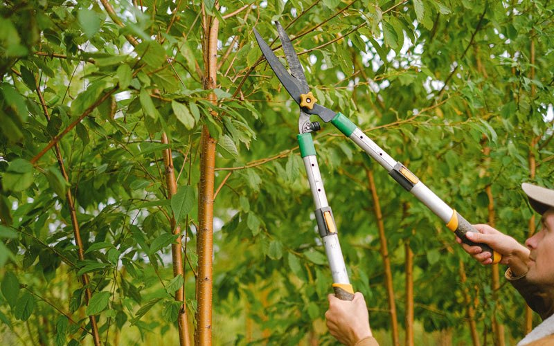 Tree trimming in Arverne, NY